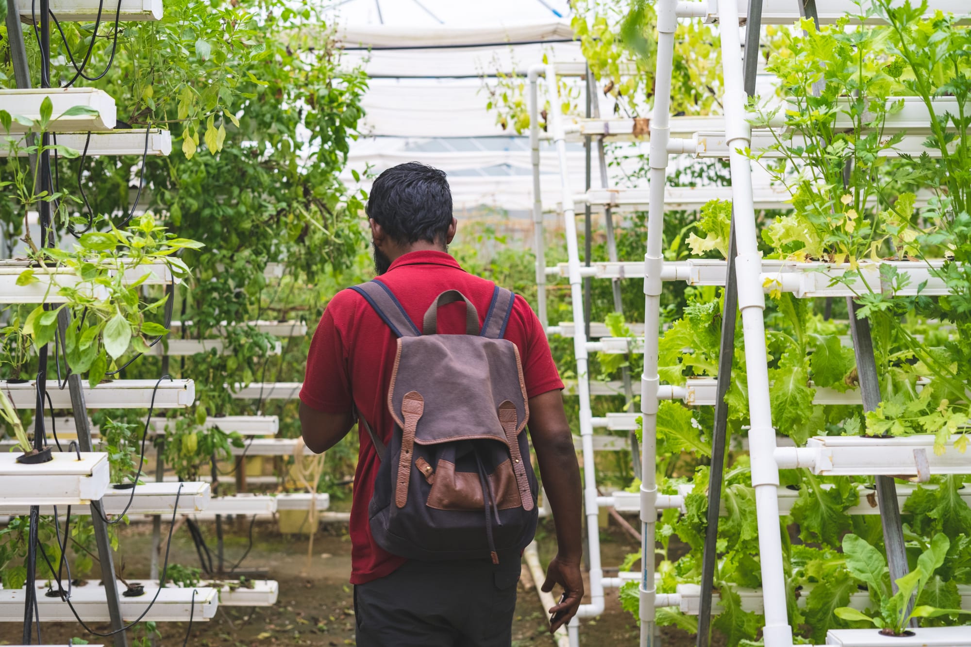 The Rise of Vertical Farming and the Future of Urban Food Production